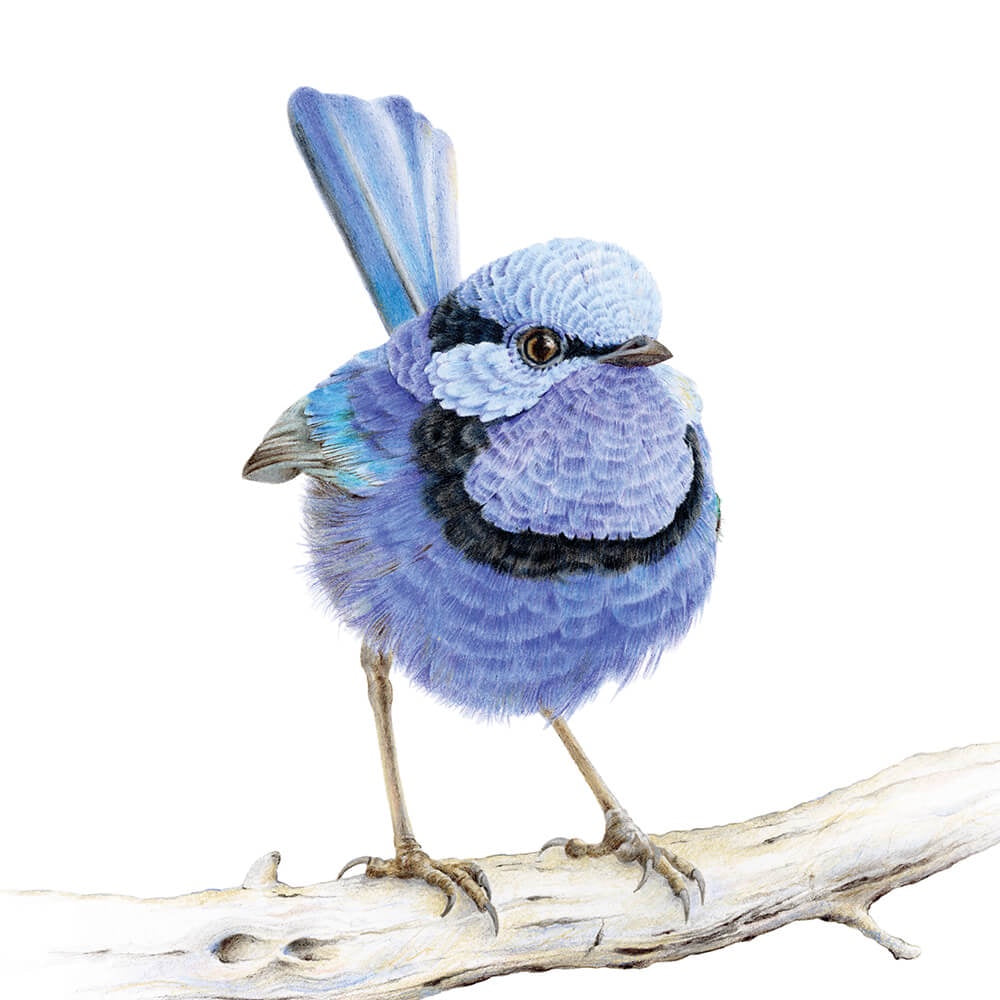 Waru The Splendid Fairy Wren